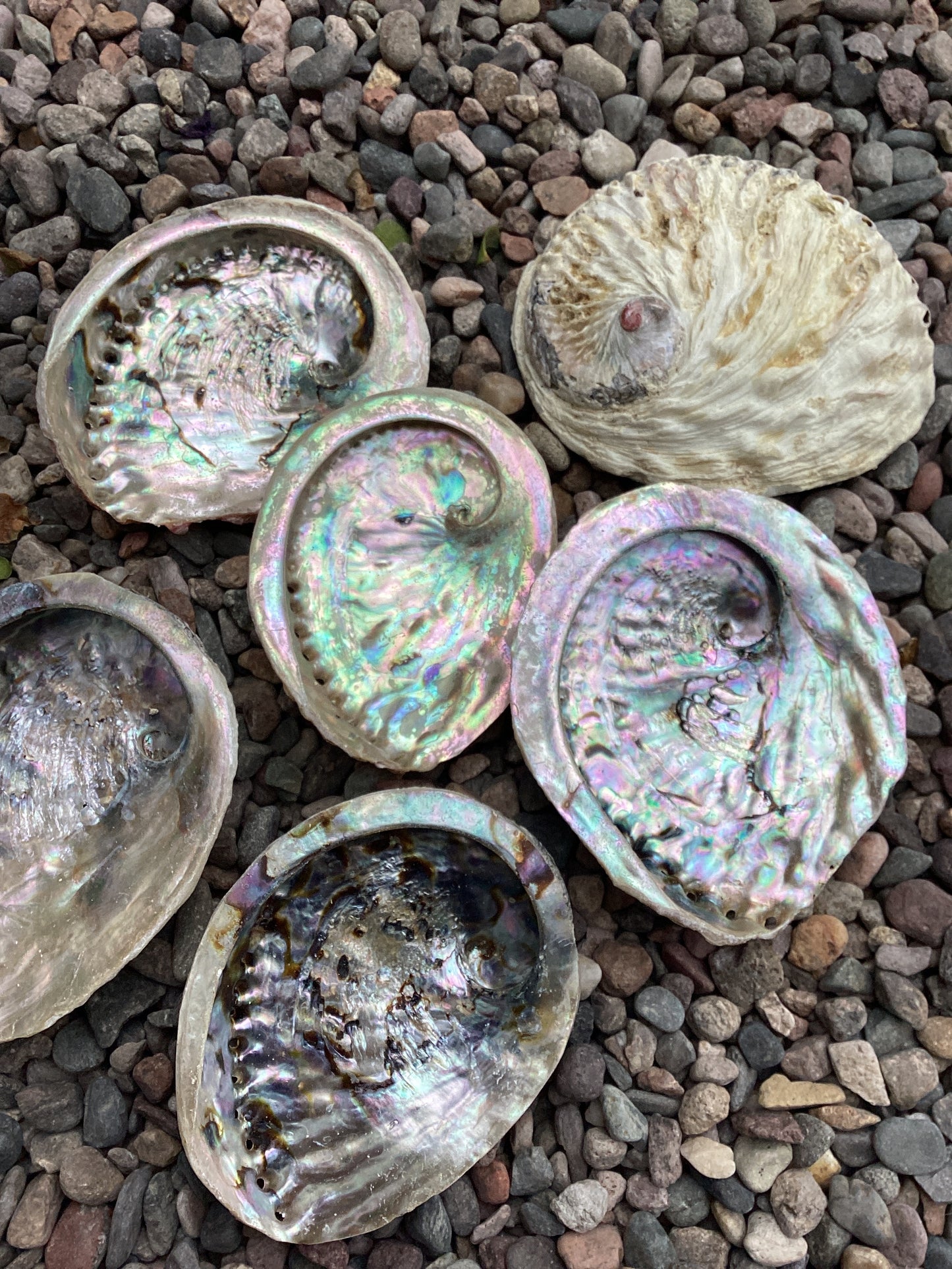 Abalone shell (small)