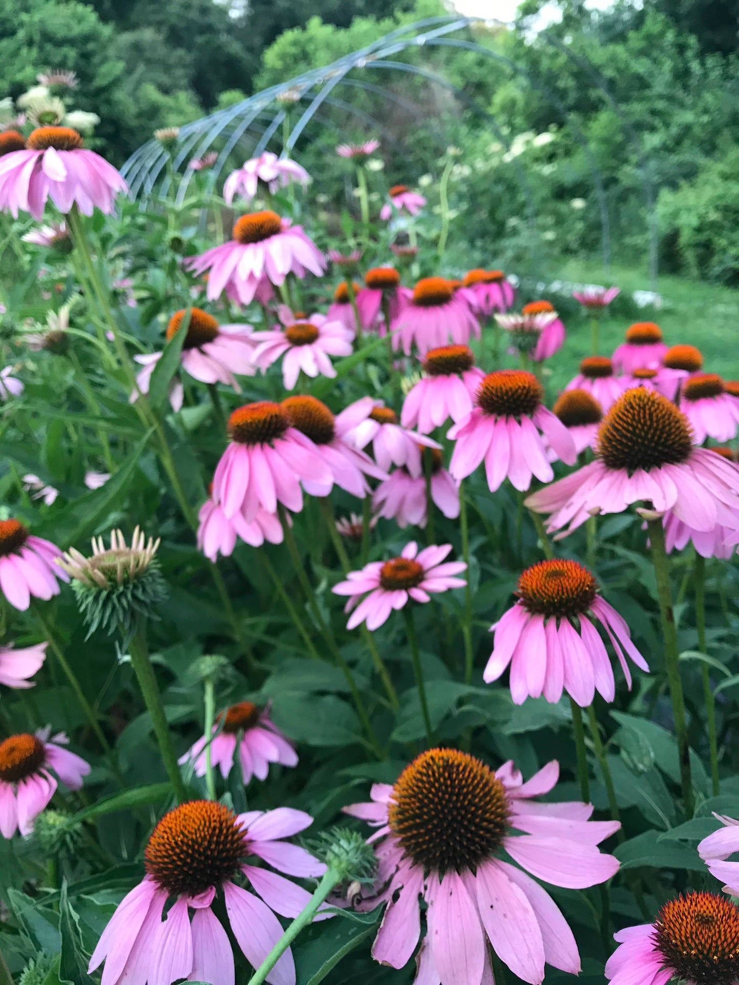 Echinacea
