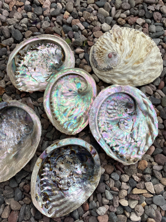 Abalone shell (small)