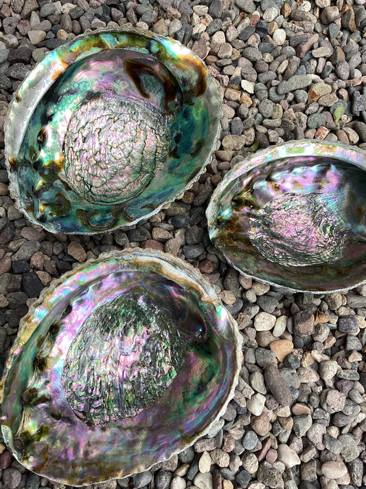 Abalone shell