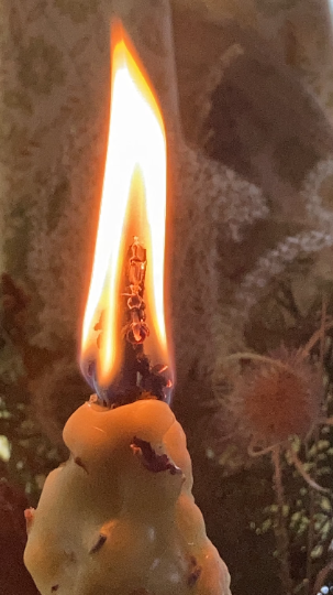Mullein Candle / Hag Torch